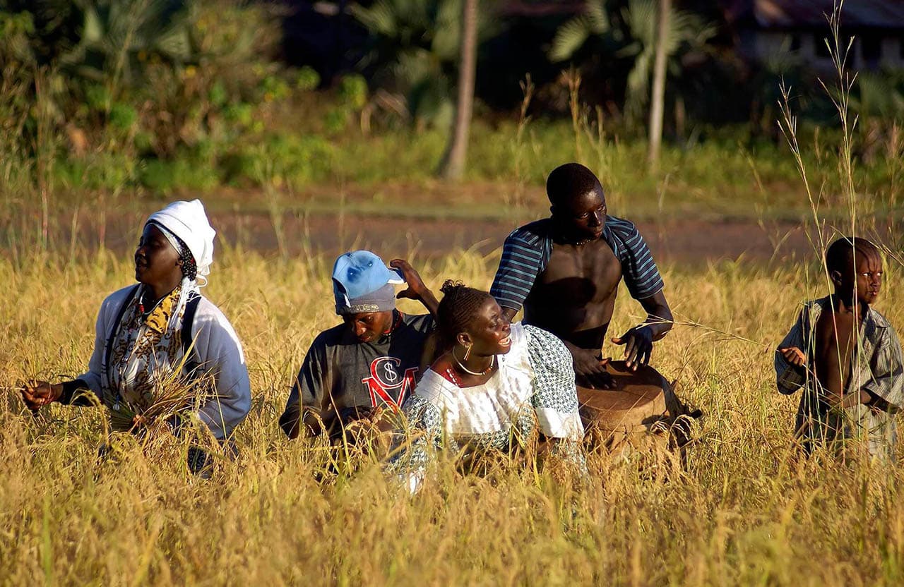 Récolte du riz dans les villages des îles Karones en Casamance