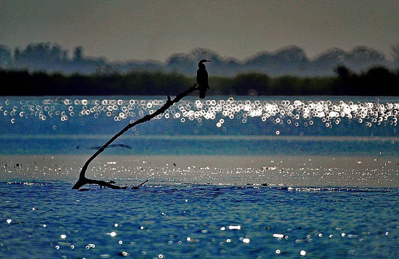 Balade en pirogue dans les bolongs de Casamance depuis Cap Skirring