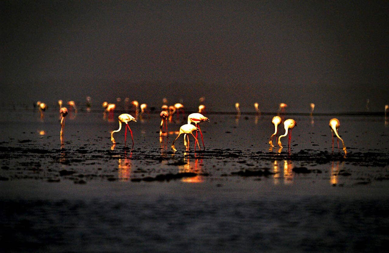Safari photo en pirogue dans la mangrove et le fleuve Casamance