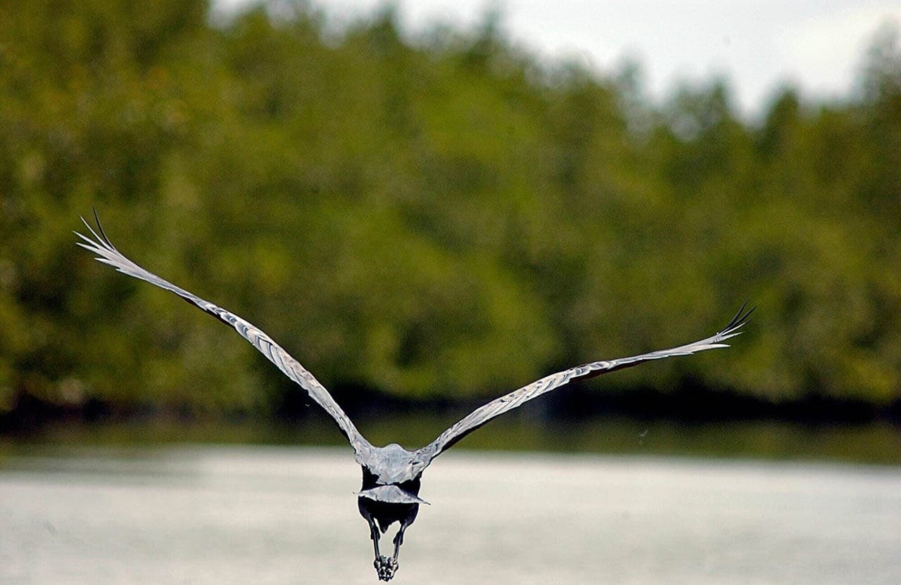 Excursion immersive en pirogue dans les villages Karones de Casamance